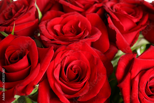 Beautiful red rose flowers as background  closeup