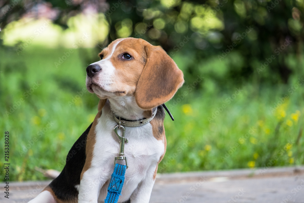A thoughtful Beagle puppy with a blue leash on a walk in a city park. Portrait of a nice puppy. A thoughtful Beagle puppy with a blue leash on a walk in a city park. Portrait of a nice puppy.