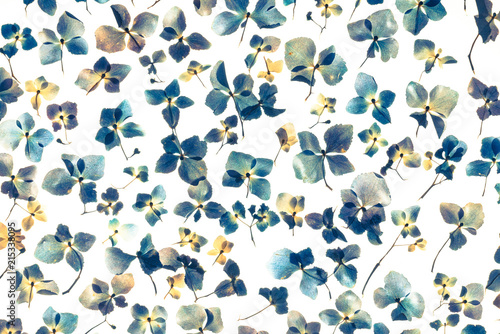 blue hydrangea flowers background