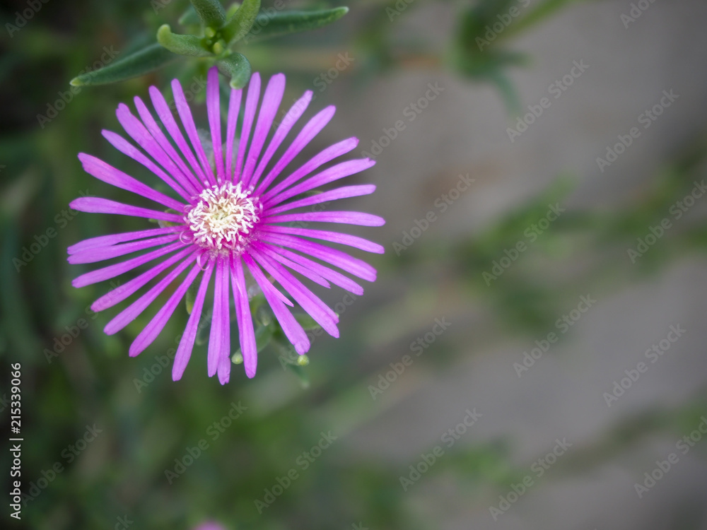 Obraz premium マツバギク