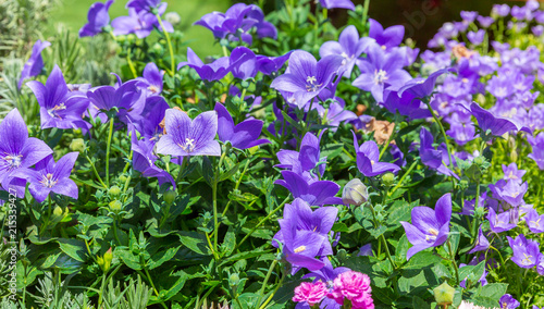 Fototapeta Naklejka Na Ścianę i Meble -  Glade of platycodon grandiflorus