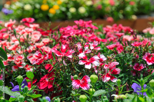 Dianthus