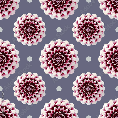 Fototapeta Naklejka Na Ścianę i Meble -  Beautiful red and white dahlia flower blossom palka dot seamless pattern on purple background. Colorful georgina nature vector illustration