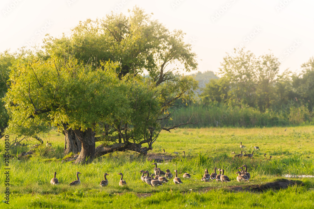 Fototapeta premium Greylag Goose on a meadow