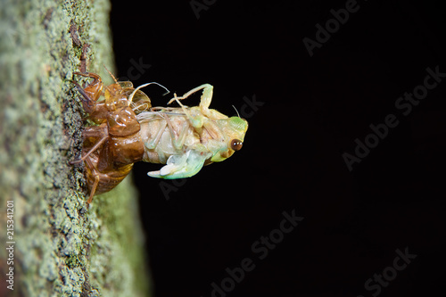 蝉　羽化　脱皮　幼虫