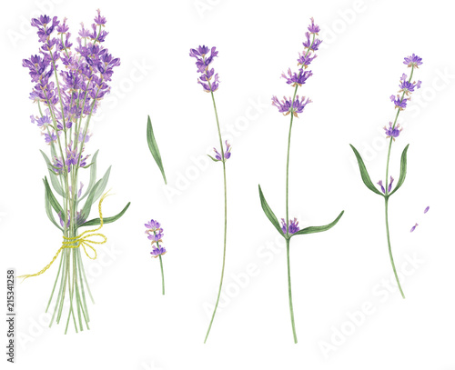 Set of lavender, watercolor painting.