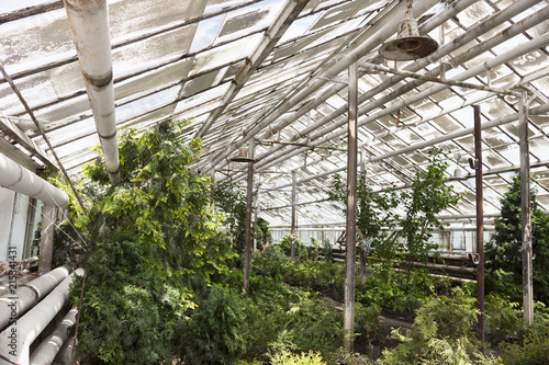 Growing the plants in the greenhouse