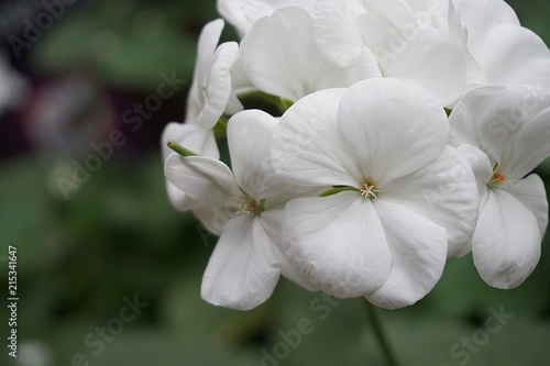 geranium flower beautiful macro closeup background