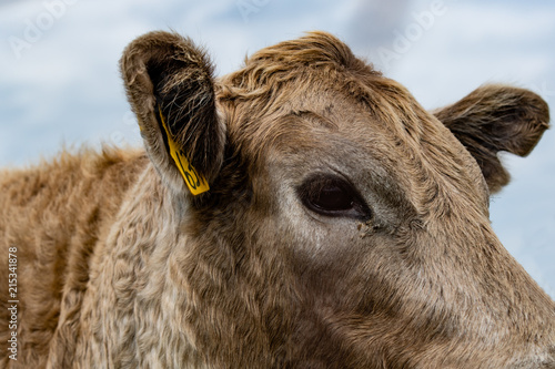 Foto Close up of blond cow head