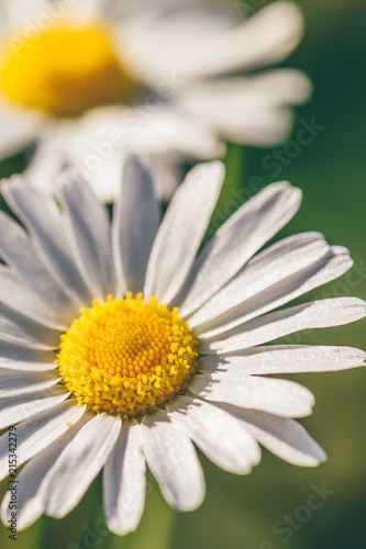 Meadow Daisy Flower at Sunny Day on Blurred Background.