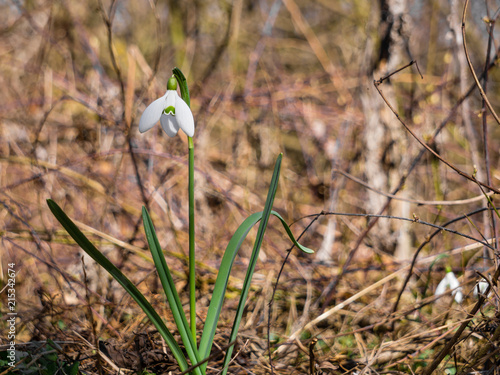 Snowdrop flower in the forest