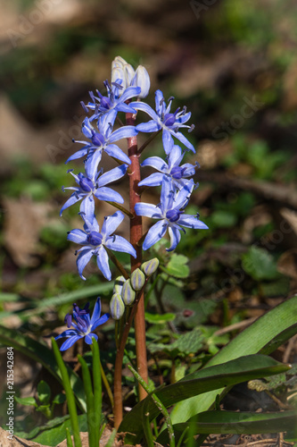 Scilla bifolia flower, known as the alpine squill or the two-leaf squill.  The plant is found in shady places, woods of beech or deciduous trees, and mountain grasslands.