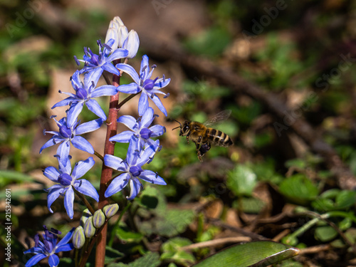 Scilla bifolia flower, known as the alpine squill or the two-leaf squill.  The plant is found in shady places, woods of beech or deciduous trees, and mountain grasslands.