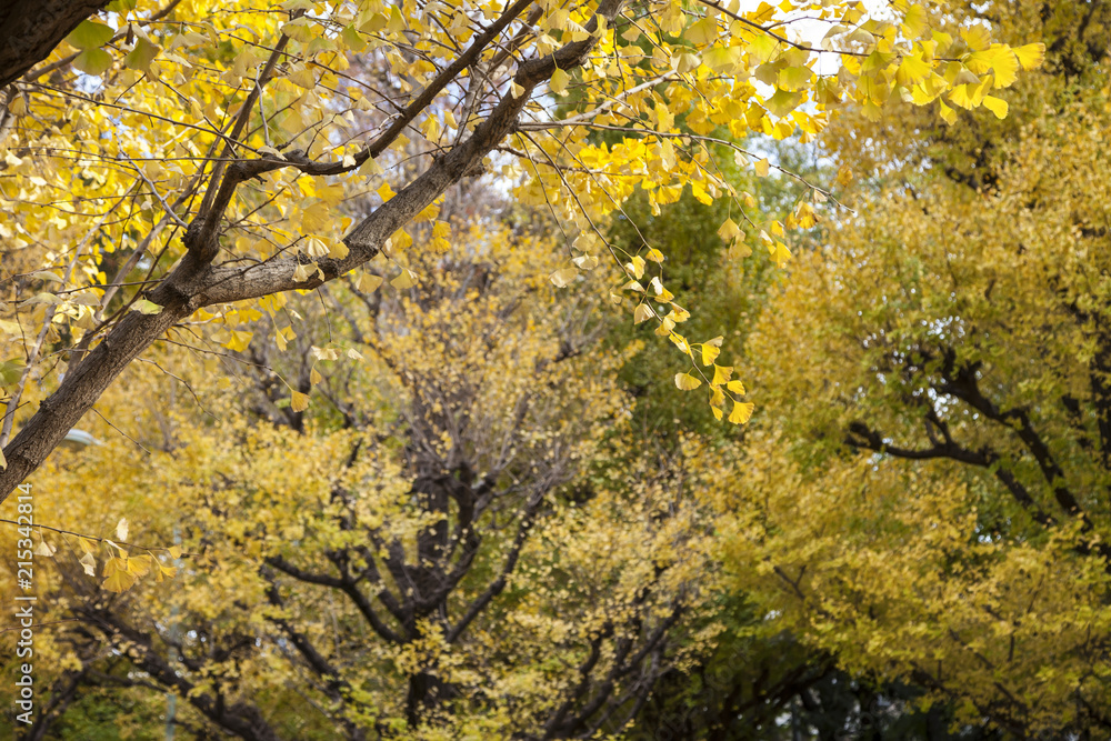 Photo of Golden Autumn Ginkgo Biloba Tree Leaves in autumn