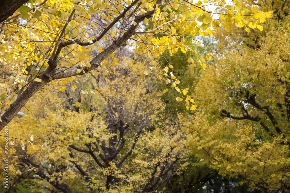 Photo of Golden Autumn Ginkgo Biloba Tree Leaves in autumn Photo of Golden Autumn Ginkgo Biloba Tree Leaves in autumn