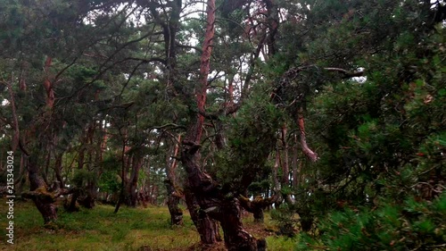 small Scots Pine forest in Pinatelle du zouave 4K right to left traveling photo