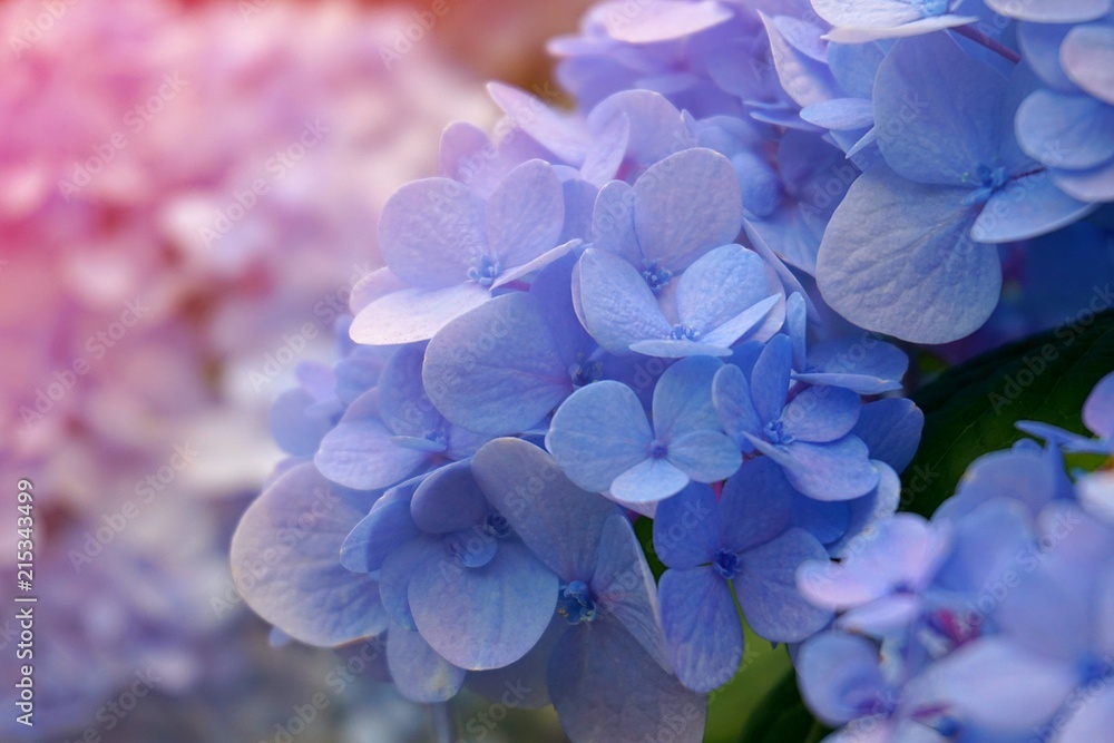 blue violet hydrengea hortensia background abstract backdrop blue violet hydrengea hortensia background abstract backdrop