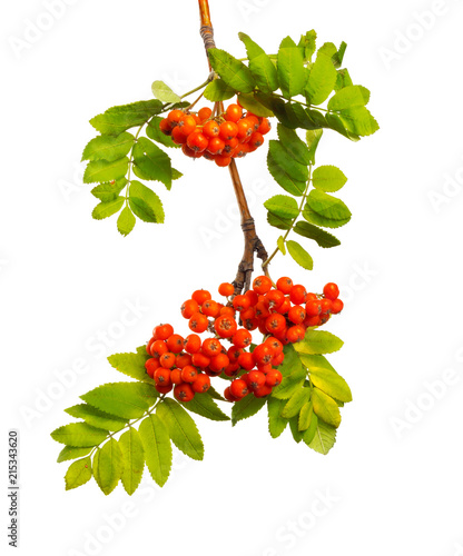 Branch of mountain ash with ripe berries and foliage on isolated background