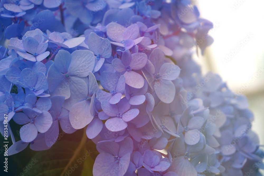 blue violet hydrengea hortensia background abstract backdrop blue violet hydrengea hortensia background abstract backdrop