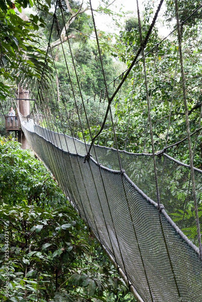 Fototapeta premium Ścieżka spacerowa w koronach drzew, las deszczowy Borneo, Malezja