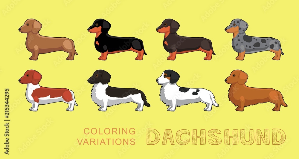 Dog Dachshund Coloring Variations Vector Illustration