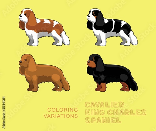 Dog Cavalier King Charles Spaniel Coloring Variations Vector Illustration
