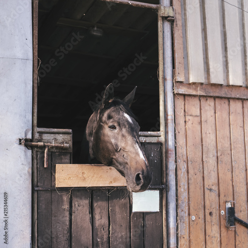 Portrait of a beautiful brown horse standing in a stable stables on a farm. © igorgeiger