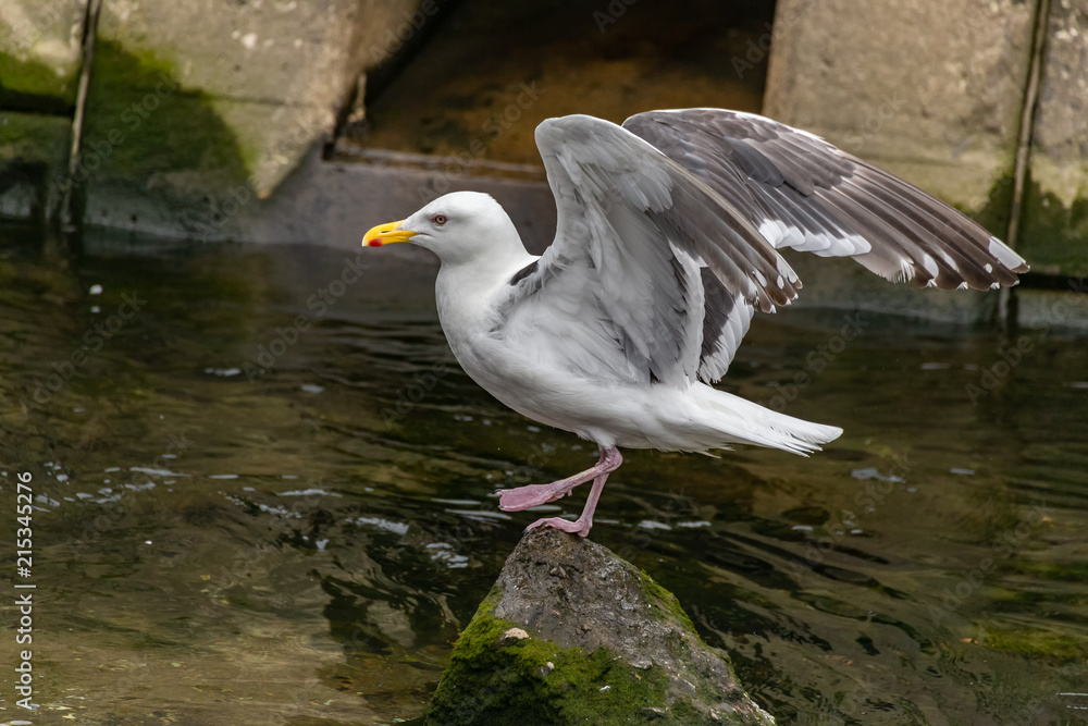 Obraz premium Slaty-backed gull.I photograph it in Pereke river in Utoro Shari-cho, Hokkaido Utoro of Japan(Shiretoko Peninsula).