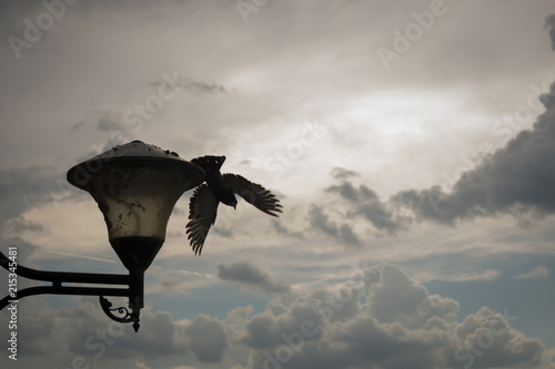 Silhouette of bird take off from street lamp under beautiful clouds