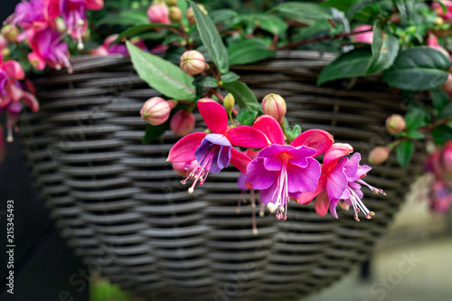 Beautiful fuchsia flowering plants in old wicker pot photo