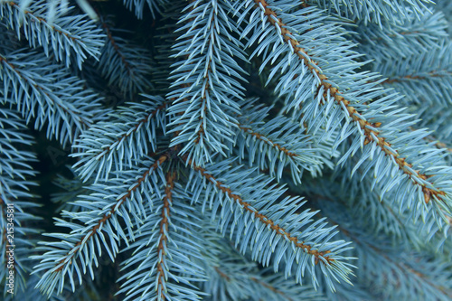 Fototapeta Naklejka Na Ścianę i Meble -  cropped shot of pine branch. abstract nature background.
