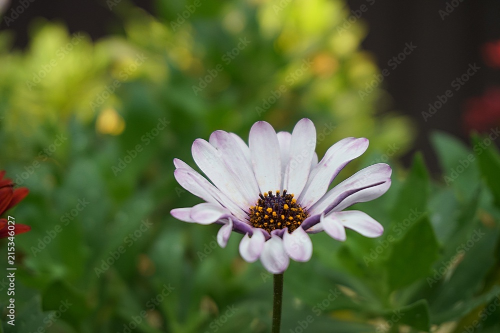Osteospermum fruticosum (shrubby daisybush or trailing African daisy) closeup macro flower nature background Osteospermum fruticosum (shrubby daisybush or trailing African daisy) closeup macro flower nature background