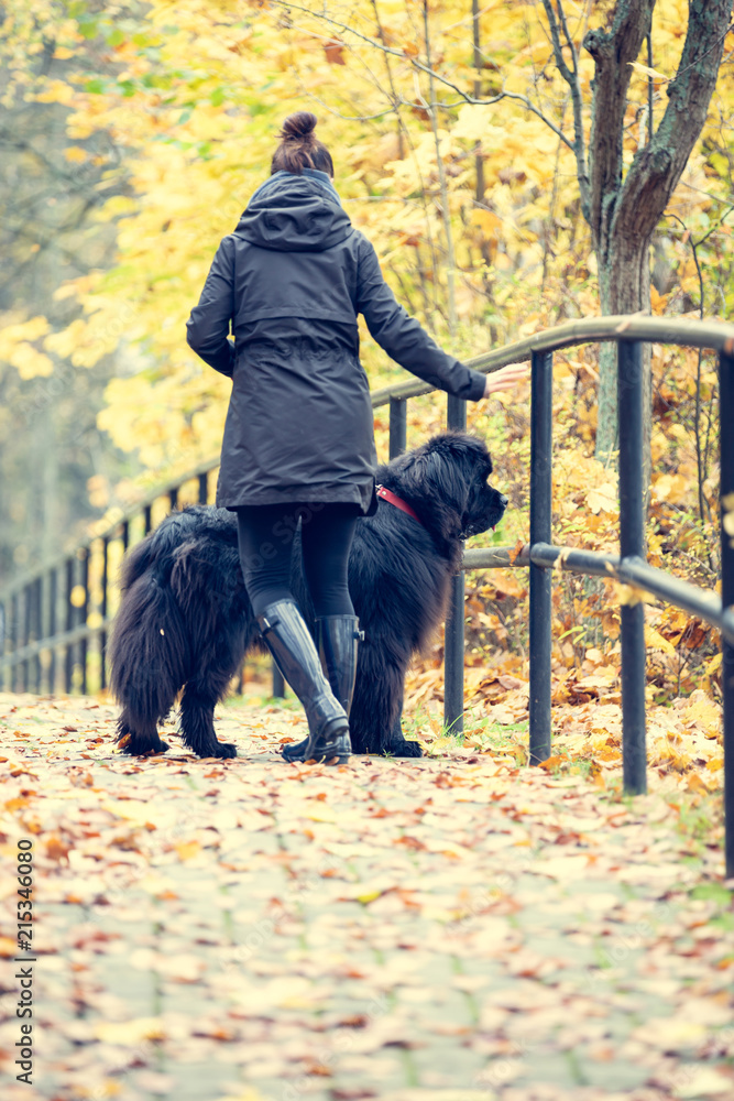 Autumnal walk with the dog.Young woman strolls with a big Newfoundland dog. Shallow depth of field and instagram filtering. Autumnal walk with the dog.Young woman strolls with a big Newfoundland dog. Shallow depth of field and instagram filtering.