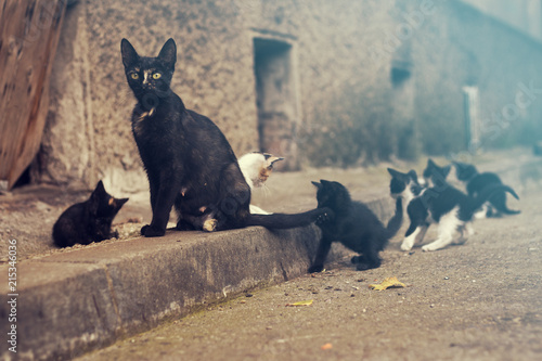 Stray mother cat is sitting while her kittens are playing around, rural surrounding, close up