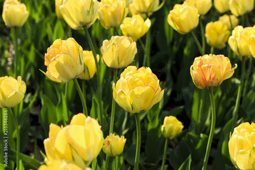 Beautiful yellow tulips in sunlight Beautiful yellow tulips in sunlight