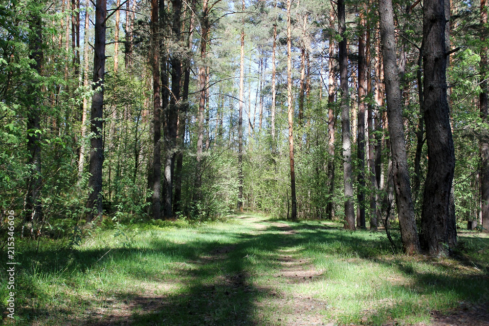 Fototapeta premium Forest road