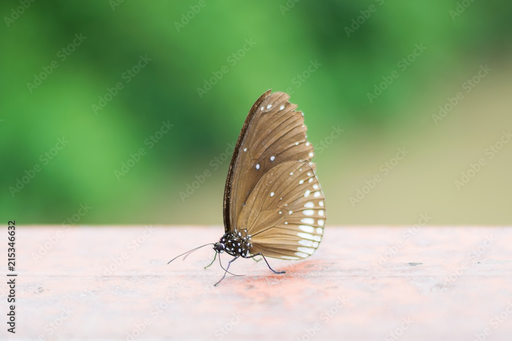 Fototapeta premium old brown with white spotted butterfly on metal surface and green background