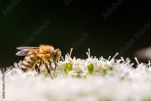 A bee on its blossom in the sunlight with a black backround © Martin