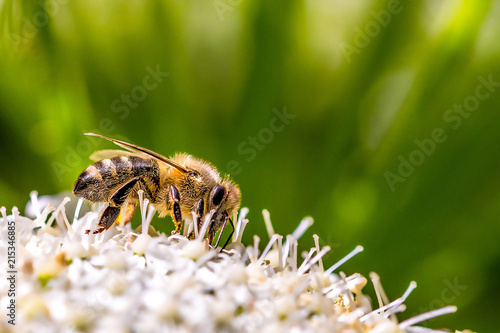 A bee on its blossom in the sunlight on a white flower with a green backround © Martin