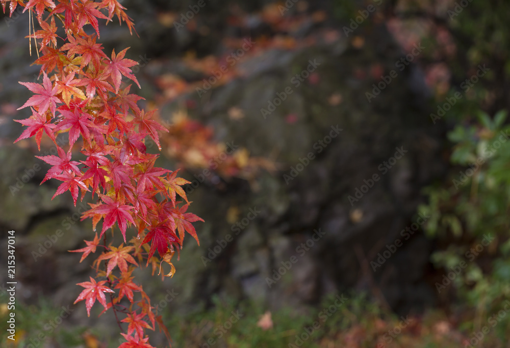 Closeup of red japanese maple leaves on the graden.. Closeup of red japanese maple leaves on the graden..