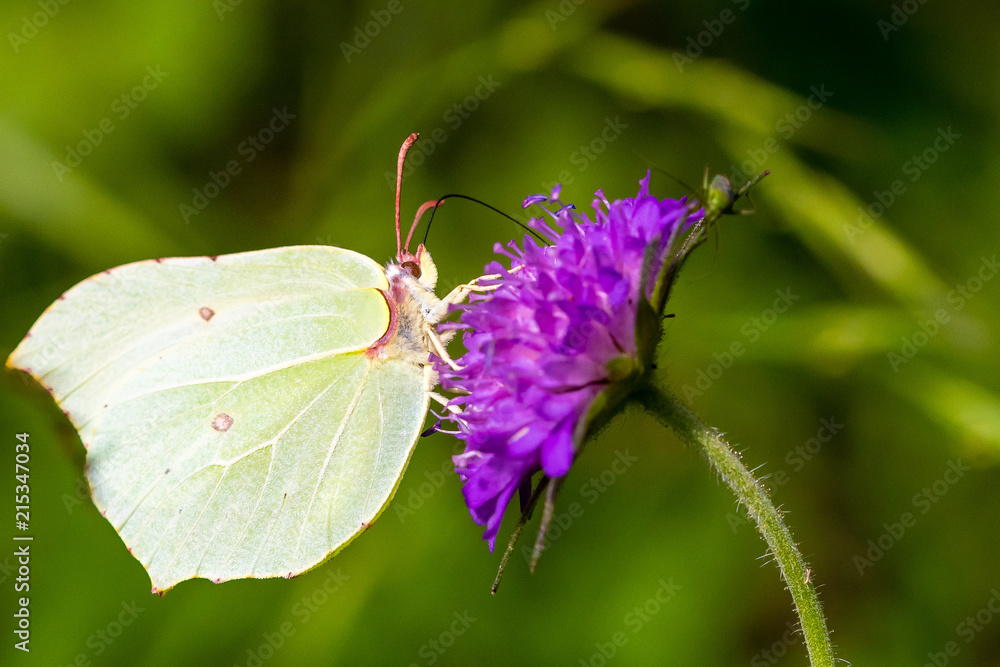 the common brimstone on his flower the common brimstone on his flower