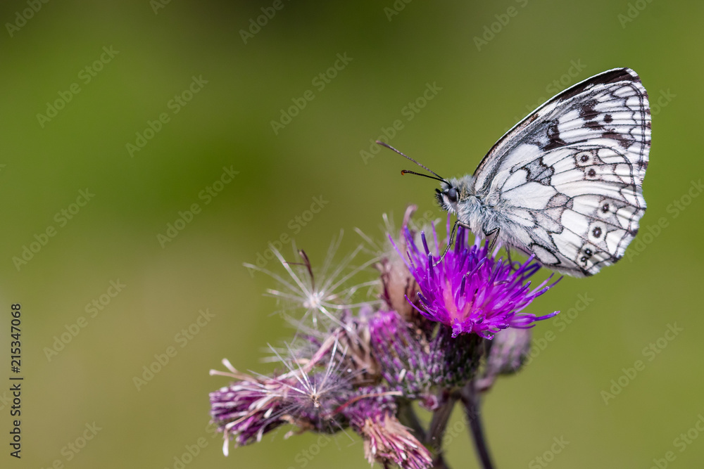 A chessboard butterfly ( map) on its blossom A chessboard butterfly ( map) on its blossom