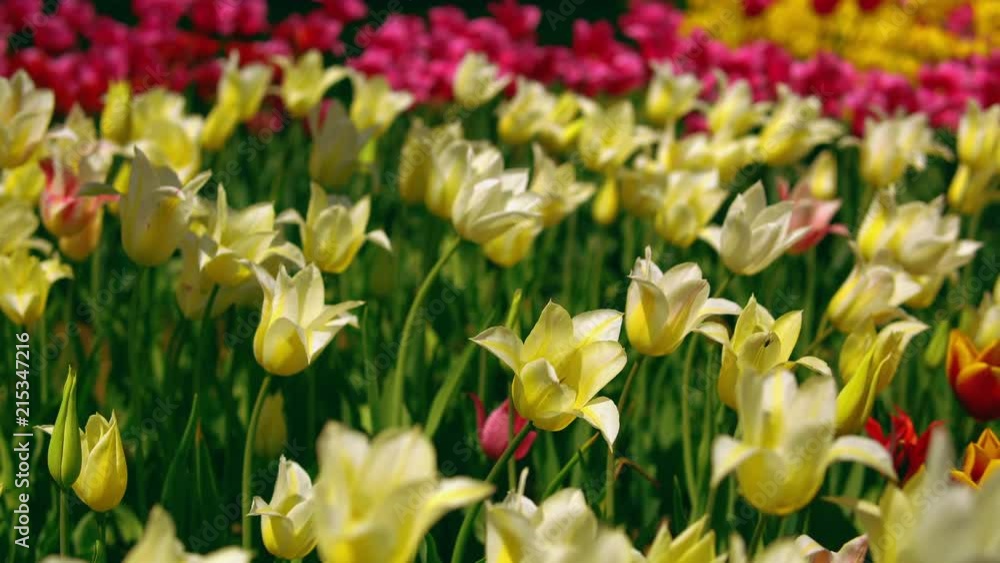 Colorful flowers bokeh effect. Romantic garden during springtime. Colorful flowers bokeh effect. Romantic garden during springtime.