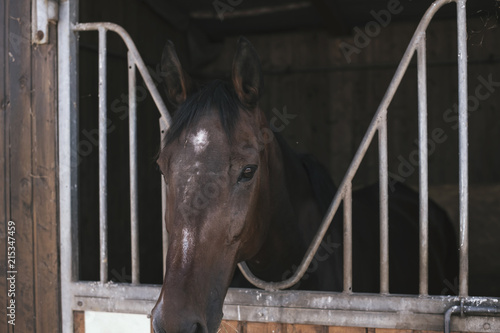 Portrait of a beautiful brown horse standing in a stable stables on a farm.