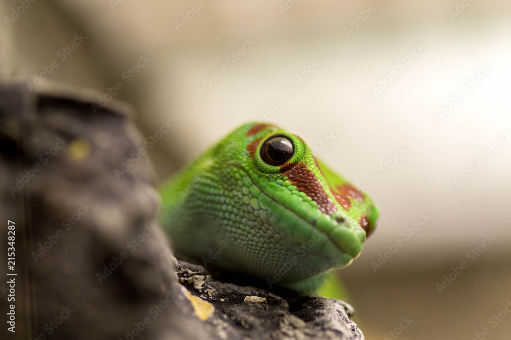 Gecko de Madagascar/Phelsuma madagascariensis Stock Photo Adobe Stock