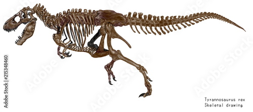 白亜紀の恐竜ティラノサウルス レックスの骨格イラストレーション画像です Stock イラスト Adobe Stock