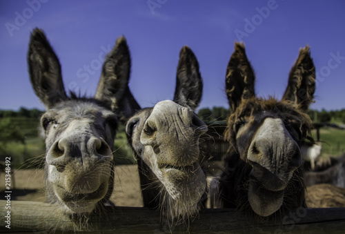 Fényképezés Smiling farm donkeys