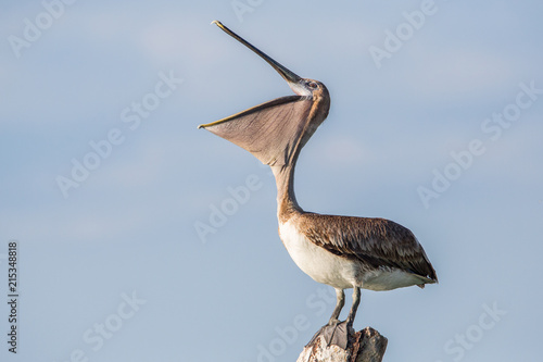 Brown pelican (Pelecanus occidentalis), Sanibel Island, Florida