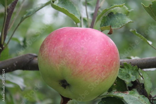  cultivation of apples, the use of apples, natural apples, gardening, the cultivation of apples at home