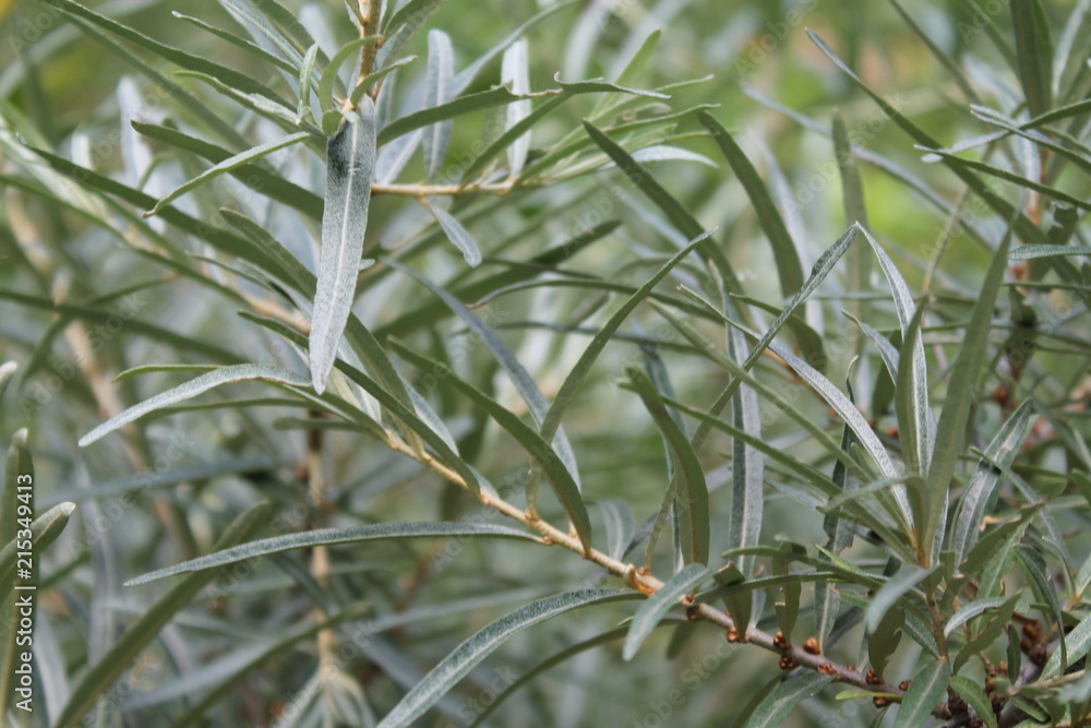 Fototapeta premium nature, plants, summer, green texture